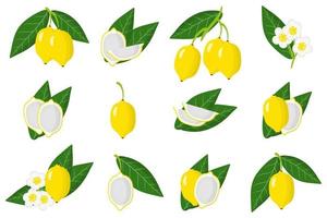 Set of illustrations with Bacupari exotic fruits, flowers and leaves isolated on a white background. vector