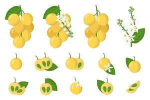 Set of illustrations with Langsat exotic fruits, flowers and leaves isolated on a white background. vector