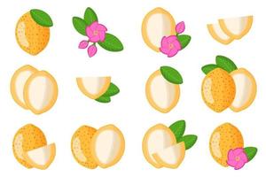 Set of illustrations with Bacuri exotic fruits, flowers and leaves isolated on a white background. vector