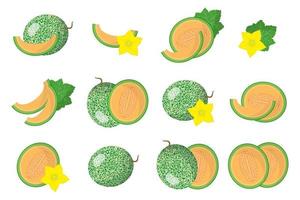 Set of illustrations with Cucumis melo exotic fruits, flowers and leaves isolated on a white background. vector