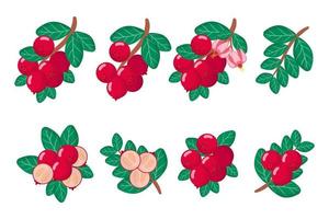 Set of illustrations with Cranberry exotic fruits, flowers and leaves isolated on a white background. vector