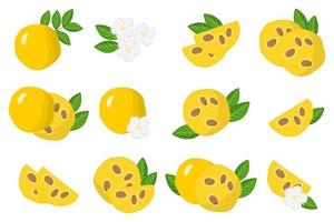 Set of illustrations with Araza exotic fruits, flowers and leaves isolated on a white background. vector