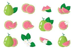 Set of illustrations with Guava exotic fruits, flowers and leaves isolated on a white background. vector