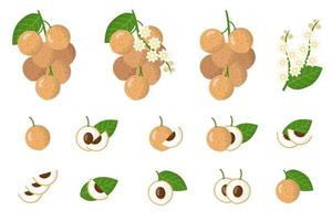 Set of illustrations with Longan exotic fruits, flowers and leaves isolated on a white background. vector