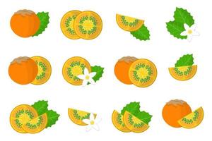 Set of illustrations with Lulo exotic fruits, flowers and leaves isolated on a white background. vector