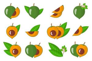 Set of illustrations with Lucuma exotic fruits, flowers and leaves isolated on a white background. vector