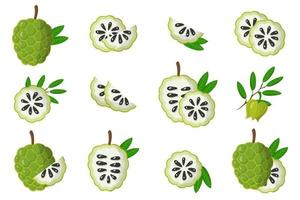 Set of illustrations with Annona exotic fruits, flowers and leaves isolated on a white background. vector