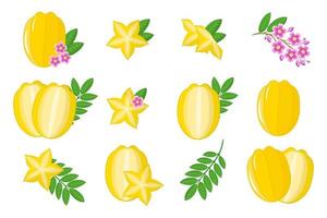 conjunto de ilustraciones con frutas exóticas de carambola, flores y hojas aisladas sobre fondo blanco. vector