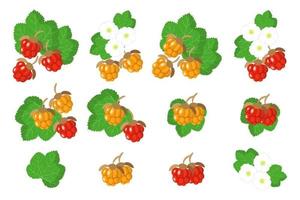 Set of illustrations with Cloudberry exotic fruits, flowers and leaves isolated on a white background. vector