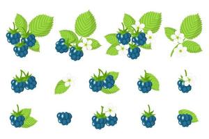 Set of illustrations with European dewberry exotic fruits, flowers and leaves isolated on a white background. vector