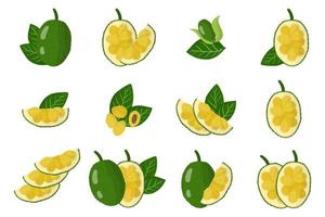 Set of illustrations with Jackfruit exotic fruits, flowers and leaves isolated on a white background. vector