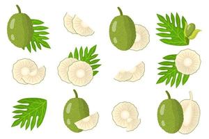 Set of illustrations with Breadfruit exotic fruits, flowers and leaves isolated on a white background. vector