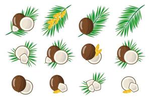 Set of illustrations with Coconut exotic fruits, flowers and leaves isolated on a white background. vector