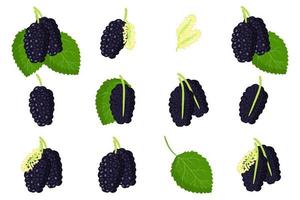 Set of illustrations with Black mulberries exotic fruits, flowers and leaves isolated on a white background. vector