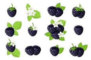 conjunto de ilustraciones con frutas exóticas de mora, flores y hojas aisladas sobre fondo blanco. vector