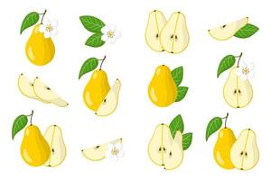 Set of illustrations with Pear exotic fruits, flowers and leaves isolated on a white background. vector