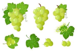 Set of illustrations with White grape exotic fruits, flowers and leaves isolated on a white background. vector