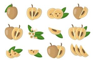 Set of illustrations with Sapodilla exotic fruits, flowers and leaves isolated on a white background. vector