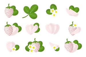 Set of illustrations with Pineberry exotic fruits, flowers and leaves isolated on a white background. vector