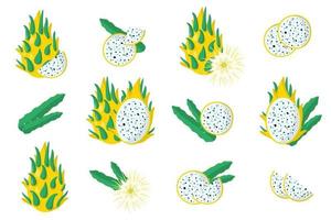 Set of illustrations with Yellow pitaya exotic fruits, flowers and leaves isolated on a white background. vector