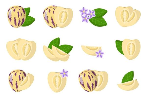 Set of illustrations with Pepino exotic fruits, flowers and leaves isolated on a white background.