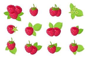 Set of illustrations with Red raspberry exotic fruits, flowers and leaves isolated on a white background. vector