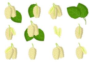 Set of illustrations with White mulberry exotic fruits, flowers and leaves isolated on a white background. vector