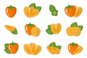 Set of illustrations with Persimmon exotic fruits, flowers and leaves isolated on a white background. vector