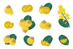 Set of illustrations with Nance exotic fruits, flowers and leaves isolated on a white background. vector