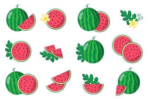 Set of illustrations with Watermelon exotic fruits, flowers and leaves isolated on a white background. vector