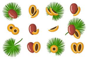 conjunto de ilustraciones con frutas exóticas de mauricia, flores y hojas aisladas sobre fondo blanco. vector