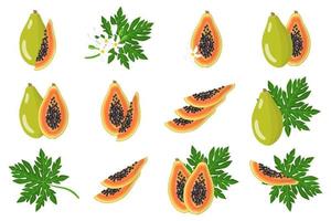 Set of illustrations with Papaya exotic fruits, flowers and leaves isolated on a white background. vector