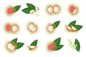 Set of illustrations with Rambutan exotic fruits, flowers and leaves isolated on a white background. vector