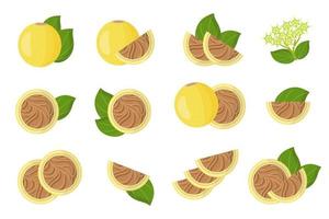 Set of illustrations with Strychnos spinosa exotic fruits, flowers and leaves isolated on a white background. vector