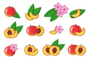 Set of illustrations with Nectarine exotic fruits, flowers and leaves isolated on a white background. vector