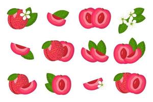 Set of illustrations with Pluot exotic fruits, flowers and leaves isolated on a white background. vector