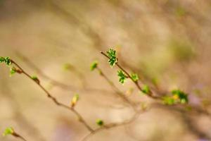 Close-up of small green leaves photo