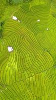 vista aérea de los campos de arroz en terrazas verdes