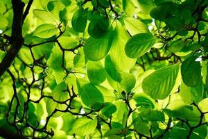 hojas de arbol verde foto