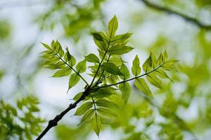 hojas de color verde brillante foto