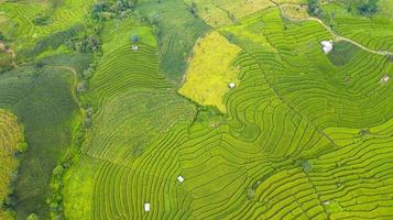 vista aérea de los campos de arroz en terrazas verdes