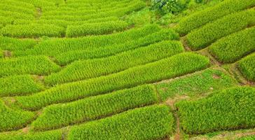 Aerial view of the green terraced rice fields photo