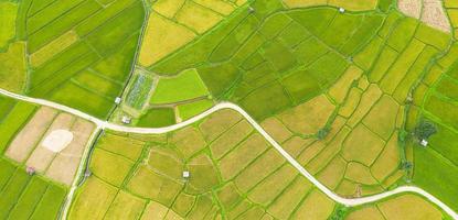 Aerial view of the green and yellow rice field photo