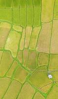 Aerial view of the green and yellow rice field