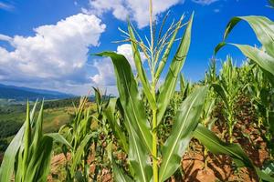 Corn fields under the blue sky photo