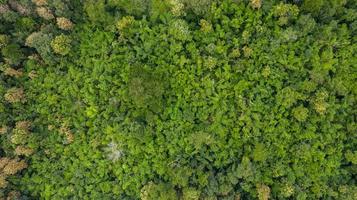Aerial top view of forest texture background view from above photo