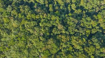 Aerial top view of forest texture background view from above photo