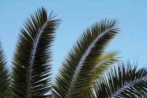 Palm leaves in the sky photo