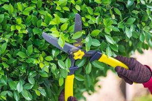 Pruning of ornamental trees at home in morning photo