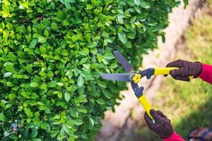 Pruning of ornamental trees at home in morning photo